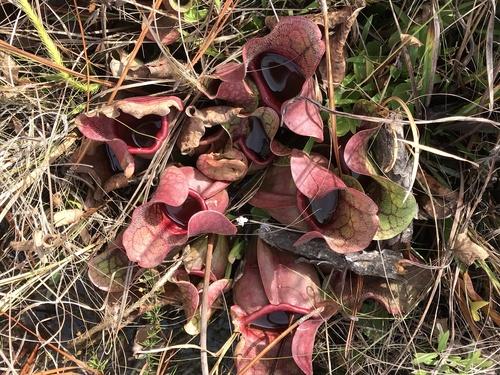 Sarracenia rosea