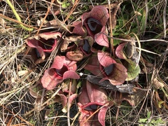 Sarracenia rosea
