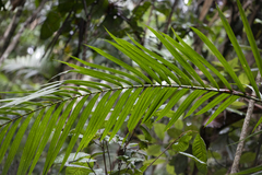 Calamus moti