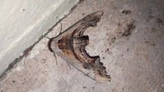 Imber tropicus