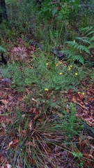 Bossiaea heterophylla