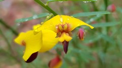 Bossiaea heterophylla