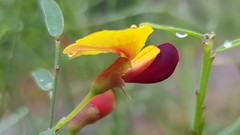 Bossiaea heterophylla