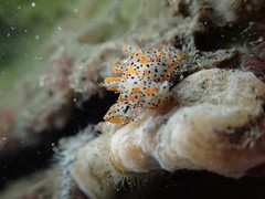 Thecacera pennigera
