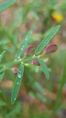 Bossiaea heterophylla