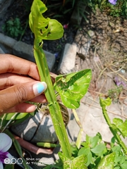 Cissus quadrangularis quadrangularis