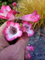 Penstemon hartwegii