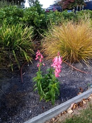Penstemon hartwegii