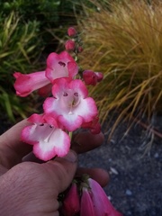 Penstemon hartwegii
