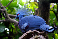 Victoria Crowned-Pigeon photo 4