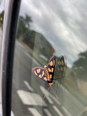 Amata trigonophora