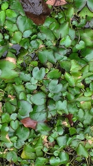 Nymphoides hydrophylla