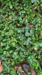 Nymphoides hydrophylla