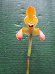 Maxillaria porrecta