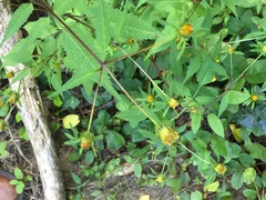 Bidens frondosa