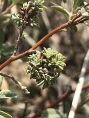 Crocanthemum glomeratum