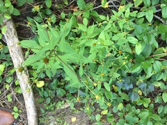 Bidens frondosa