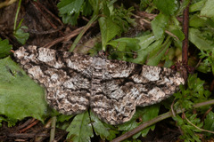 Peribatodes umbraria