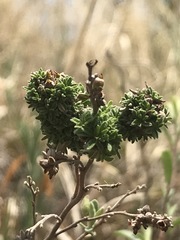 Crocanthemum glomeratum