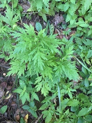 Artemisia verlotiorum