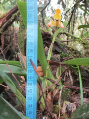 Maxillaria porrecta