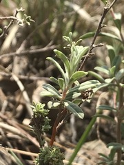 Crocanthemum glomeratum
