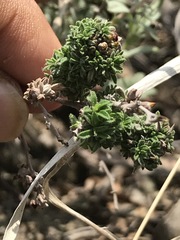 Crocanthemum glomeratum