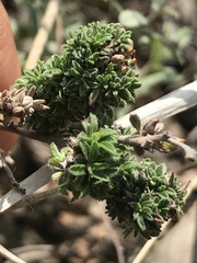 Crocanthemum glomeratum