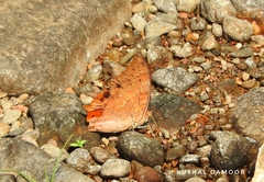 Charaxes psaphon