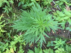 Artemisia verlotiorum