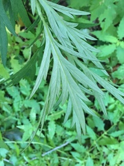 Artemisia verlotiorum