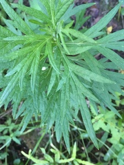 Artemisia verlotiorum