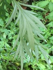 Artemisia verlotiorum