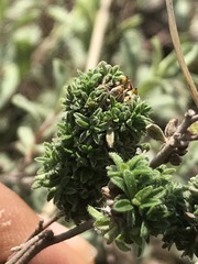 Crocanthemum glomeratum