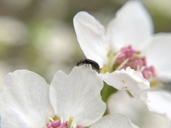 Melyrodes basalis