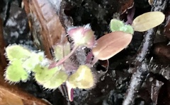 Pterostegia drymarioides