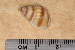 Nassarius pauperatus