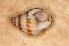 Nassarius pauperatus