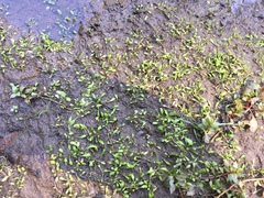 Glossostigma elatinoides