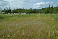 Coenagrion interrogatum