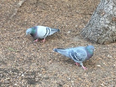Columba livia domestica