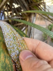 Leucaspis cordylinidis