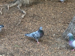 Columba livia domestica