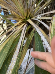 Leucaspis cordylinidis