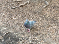 Columba livia domestica