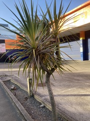 Leucaspis cordylinidis