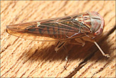 Rosopaella kirkaldyi