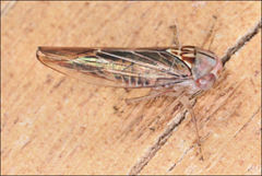 Rosopaella kirkaldyi