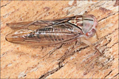 Rosopaella kirkaldyi