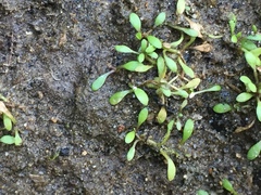 Glossostigma elatinoides